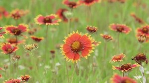 clip-1076852837-indian-blanket-flower-native-wildflower-blooming-on