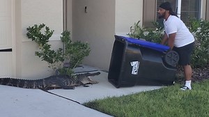 Man Catches Gator Using Trash Can Outside Florida Home