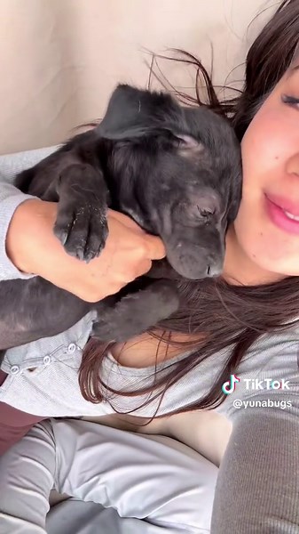 Fostering Puppies: A Bittersweet Journey to Forever Homes