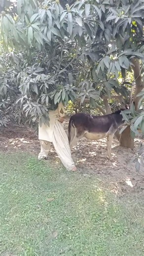 Crazy Donkey vs Human 😲 What Happened Next?