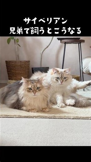 What it’s like to live with Siberian brothers😸