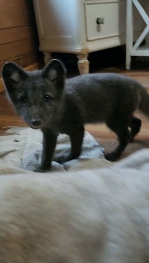 2.5K views · 10K reactions | It was a very busy weekend here at...