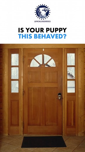 In my humble opinion, puppyhood is when humans tend to create most of the problems they deal with in their adult dogs. I see it regularly with our clients who didn't sign up for our Puppy Enrichment Program where puppies come to stay with our trainers and balanced dogs for a few weeks to socialize a puppy in the most healthy way possible. Many behavior problems start arising in the 6-8 month old age. (Also when most dogs are surrendered at shelters) The biggest key🔑 for a puppy is to be around