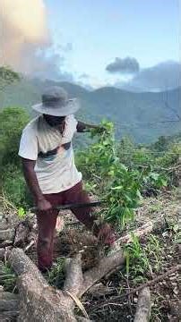 Planting sour sop tree on the farm 💯🙏🇯🇲#farming #hardwork #trending #reels #motivation #shorts