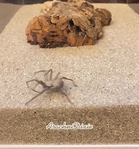#SicariusThomisoides #sixeyedsandspider #ArachniDixie #turningfearintofascination