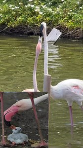 Fun Fact Time! Did you know pigeons, doves, male emperor penguins, and flamingos are among the very few birds that produce a milk-like substance called crop milk? What’s even cooler? Flamingos produce a rich, hot pink milk thanks to their diet! It’s full of nutrients and perfect for feeding their adorable little chiclets.￼ We don’t recommend trying it yourself… but if you do, please come back and tell us what it tastes like! | Gumption's Experience BVI