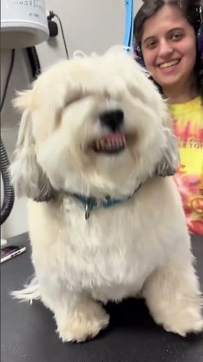 The dog's life at the pet grooming salon was so dramatic!😅#dog #happy #funnyvideos #cute #doglover