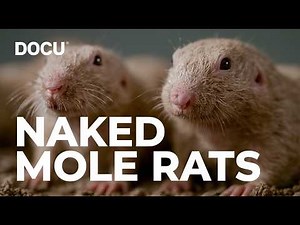 ANIMAL DOCUMENTARY | Naked Mole Rats (The strangest mammals on Earth)