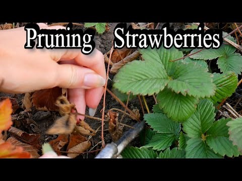 Pruning Strawberries - How to Prune Strawberries - Mowing Strawberry - Strawberry After Fruiting