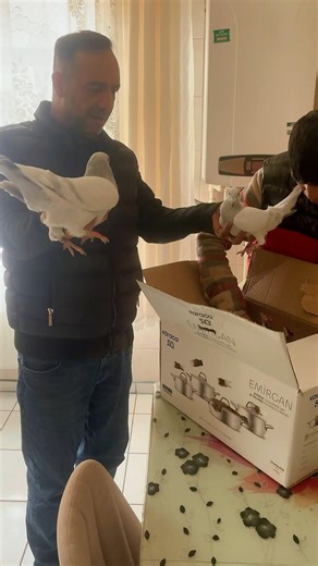 We received two pairs of carrier pigeons as gifts at Dodo Baba farm ❤️🙏