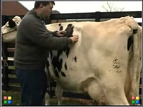 Physical Exam of Cow