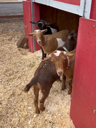 **Giveaway: Free Goats & Unwanted Livestock!** Are you looking to add some lively new members to your farm or backyard? We’re giving away *free goats and unwanted livestock* to caring owners! Whether you're a seasoned farmer or a backyard enthusiast, this is your chance to bring home healthy, friendly animals at no cost. **Why choose our livestock?** - Healthy & Vaccinated - Friendly & Social - Perfect for farms, petting zoos, or hobby farms - Free to a good home! **How to participate?** Simply 