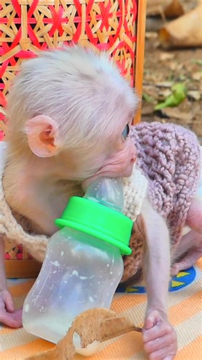 28K views · 947 reactions | Before and After Rescue – Baby Monkey Lucy’s Transformation Brings Tears of Both Joy and Hope  #Monkeyreels #BabyMonkeyLucy #Monkeyvideos | Monkey TV168 | Facebook