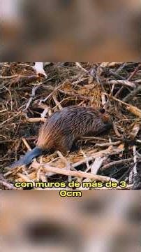 Built to Survive: How Beavers Outsmart Winter at –20°C#animals #Friendship #Us