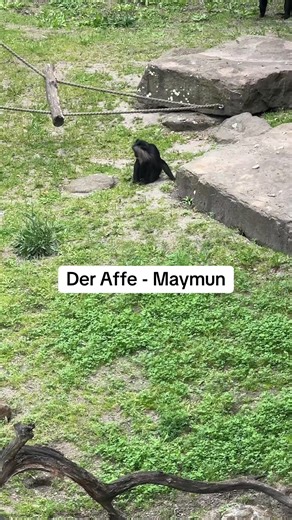 Learn German with Fun: The Monkey (Der Affe)