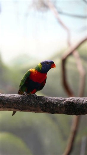 Meet the Most High-Energy Bird in the World! #RainbowLorikeet#Lorikeet#LoryParrot#ColorfulBirds