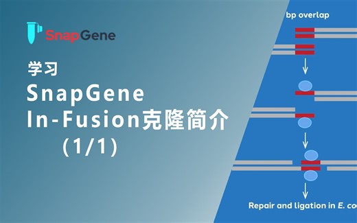 SnapGene ln-fusion克隆简介