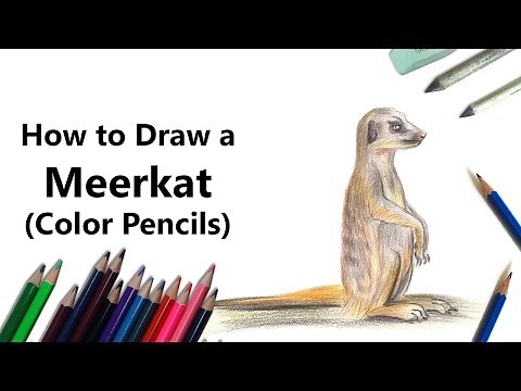 How to Draw a Meerkat with Color Pencils [Time Lapse]