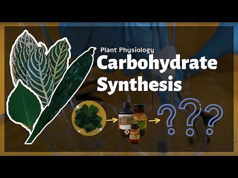 Plant Physiology: Carbohydrate Synthesis