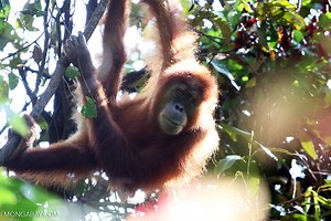 Palm oil deforestation persists in Indonesia’s Leuser amid new mills, plantations