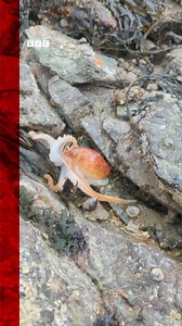 55K views · 154 reactions | Your eyes are not deceiving you - this is a colour-changing octopus which was spotted in rock pools on Menai Bridge beach on Anglesey How ink-credible For more: https://bbc.in/3wKjPoE  Ciara Taylor | BBC Wales News | Facebook