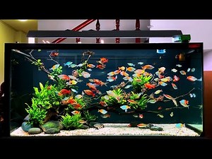 The Ultimate Rainbowfish Tank | Colorful Rainbow Fish Aquarium