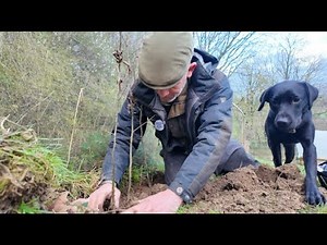 Bare Root Guide 3: Simple Hedge Planting example
