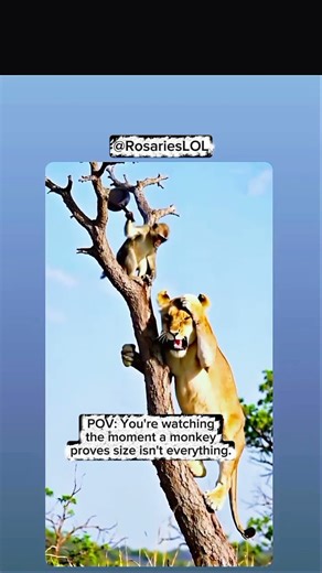 ​Brave Monkey Pranks Lion with a Frying Pan! 😂