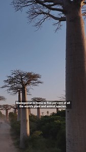 UN Environment Programme on Instagram: "Madagascar’s forests are disappearing rapidly – but there is hope. Land clearing for agriculture, logging and other forms of habitat destruction are one of the main drivers of forest loss in Madagascar. With a majority of Malagasy people reliant on natural resources for livelihoods, food security and more, the protection of these ecosystems is not just about nature – it’s about securing their future. In response, local communities are forming eco-villages 