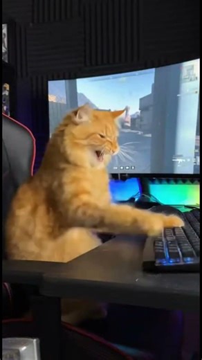 Cat Loses Online Game - RAGE QUIT IMMEDIATELY! 🐱🎮😾💢