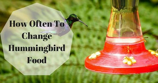 How Often To Change Hummingbird Food