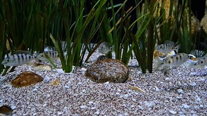 Mylochromis ericotaenia 'Lumbaulo' Eine dieser Arten, die, sofern diese sich gut einfinden, Mega werden. Aber sind schon eher zickig in der Aufzucht. Ein guter Freund, Jan Thoma hat mir diese mal als Jungtiere gegeben. | Malawi-Guru.de