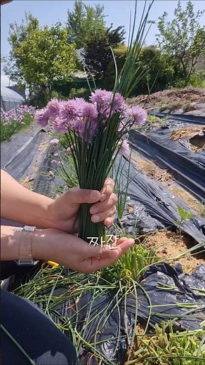 오늘의 논밭. 차이브꽃. #farming #노지월동 #식용꽃 #tulip #논밭상점 #차이브