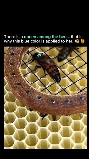 There is a queen among the bees, that is why this blue color is applied to her. ❤️‍🔥