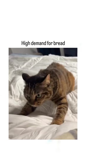 GLICH HUBS😉 on Instagram: "The post showcases a 17-second video of a tabby cat rhythmically kneading a ball of bread dough on a flour-dusted surface, captioned "High demand for bread" to playfully reference the common feline behaviour known as 'making biscuits'. Shared by @ThePetsX , a dedicated account for uplifting pet media, the clip has rapidly accumulated over 20,000 likes, 1,600 reposts, and 265,000 views since its publication on 1 February 2026. User replies amplify the light-hearted ton