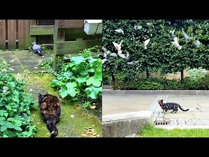 Pet cats hunting bird - Amazing hunter compilation