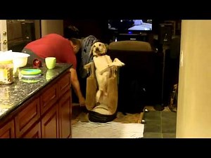 Dog with Mega Esophagus eating in Bailey Chair