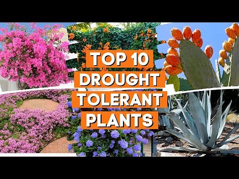 10 Drought Tolerant Plants That Will Survive The Driest Conditions ☀️✨🌼