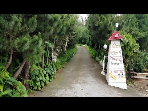 Dreaming Forest Pension | Jeju, South Korea | Hotel Review🏨