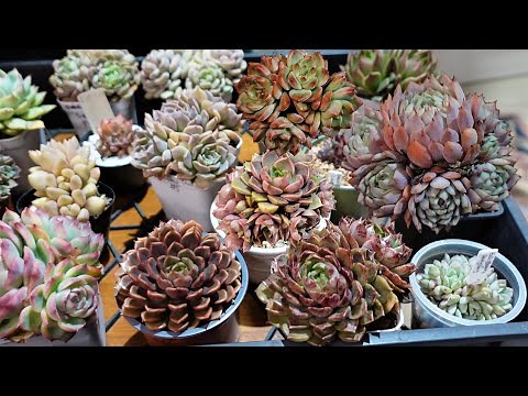 How To Separate Succulent Clusters to Propagate Fast
