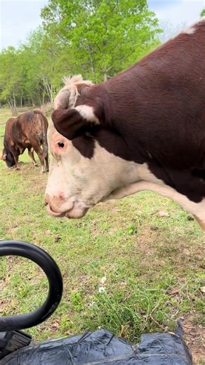 Not up for Rufus’s Bull 💩 today! #rufusthebull #rufus #cattle #cows | Rufus The Bull