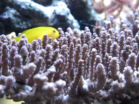 Yellow Clown Goby (Gobiodon okinawae)