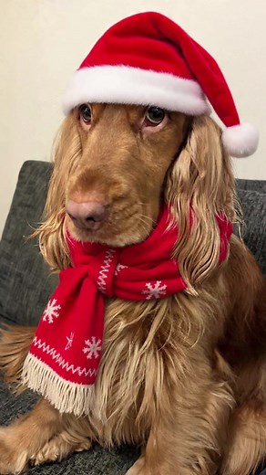 Harley my 3 year old sable show @cocker Spaniel is ready ! Are you 🎄 | Art Paw boutique