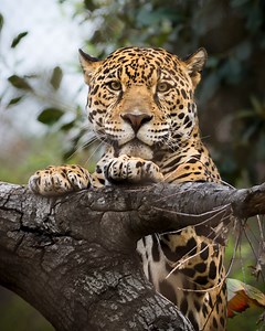 Los Angeles Zoo Photo Day Offers One-Of-A-Kind Opportunities for Film and Digital Photographers of All Levels