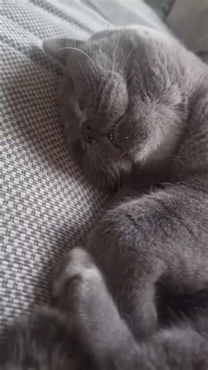 British short hair cats