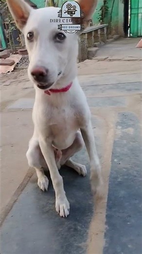 குட்டுமா குட்டு.., #song #shorts