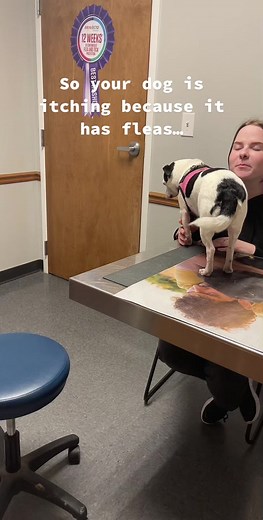 DrBrown.Vet on TikTok