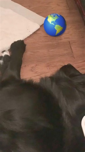 🐶♥️😎That was weird #sabbath #servicedog #bordercollie #magic #eminem #houdini #bffs #puppy #dog