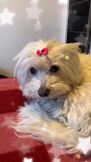 Anima Dogs and Cats on TikTok