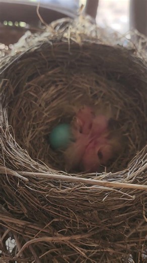 Baby Robins